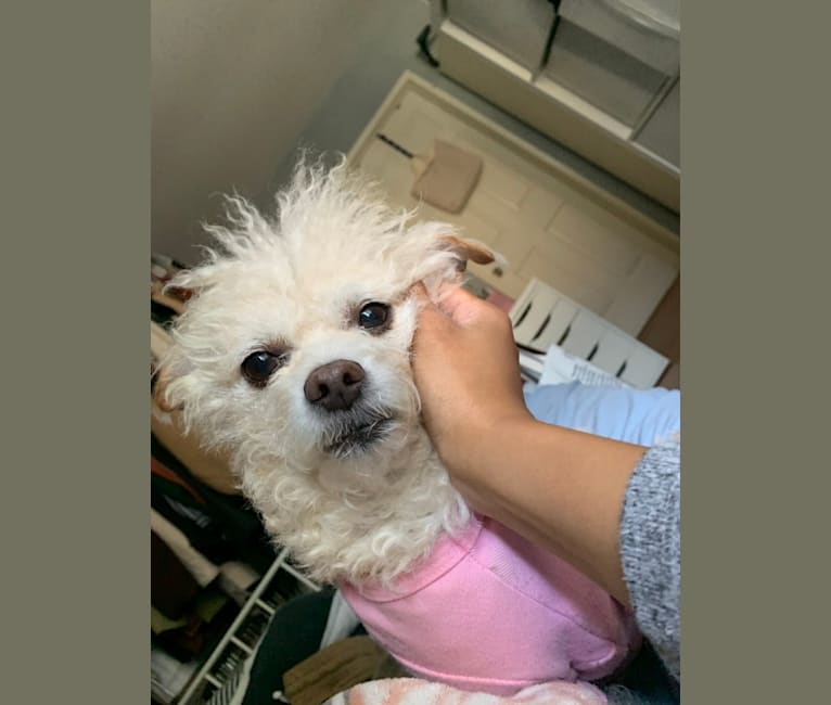 Photo of Honey, a Chihuahua, Poodle (Small), and Mixed mix in Sacramento, CA, USA