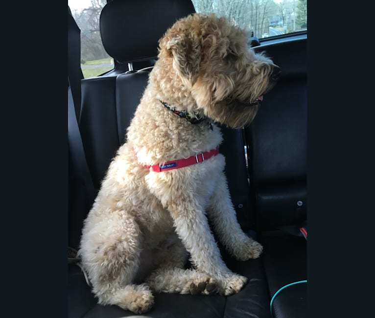 Bentley, a Soft Coated Wheaten Terrier tested with EmbarkVet.com