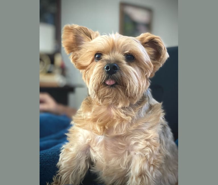 Willie, a Yorkshire Terrier tested with EmbarkVet.com