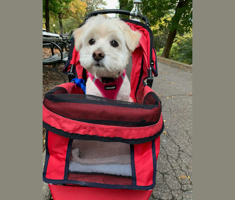 Sadie, a Poodle (Small) and Chihuahua mix tested with EmbarkVet.com