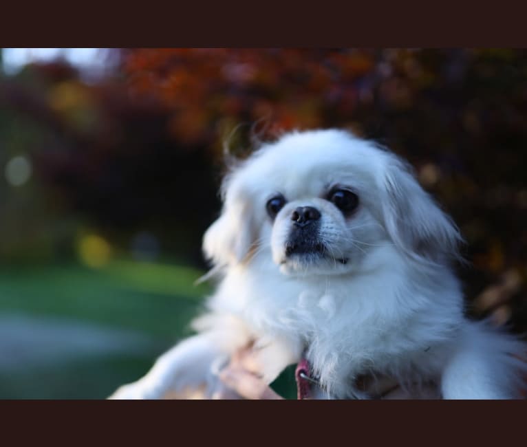 Photo of Molly, a Pekingese, Chihuahua, and Japanese Chin mix in Seattle, Washington, USA