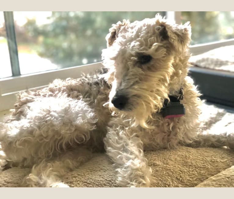 Shadow, a Wire Fox Terrier tested with EmbarkVet.com