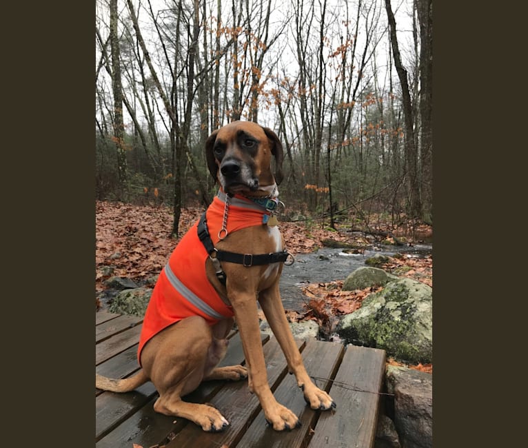Duke, a Boxer and Black and Tan Coonhound mix tested with EmbarkVet.com