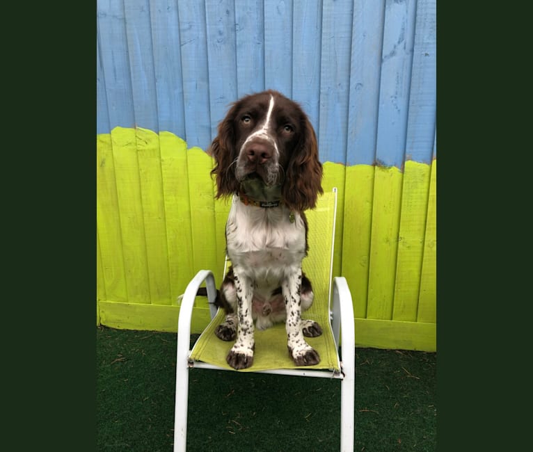 Ernie, an English Springer Spaniel and English Cocker Spaniel (Working Type) mix tested with EmbarkVet.com