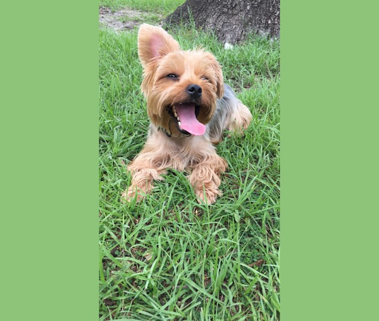 Winston, a Yorkshire Terrier tested with EmbarkVet.com