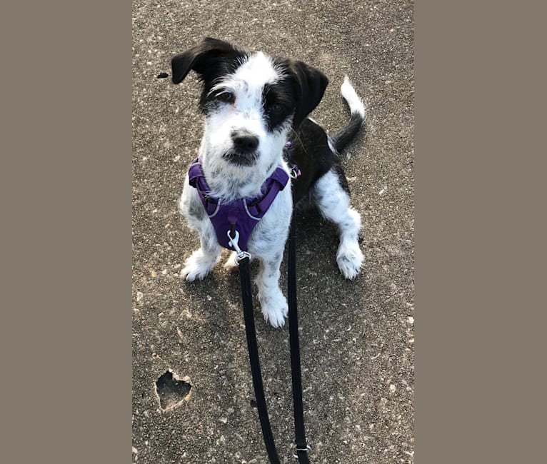 embark dog dna test breed
