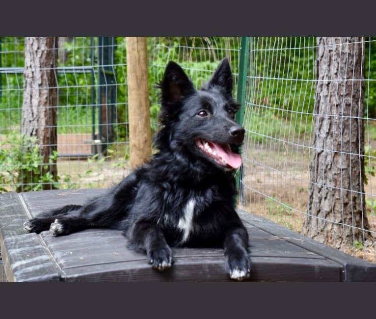 Mudi border top collie mix