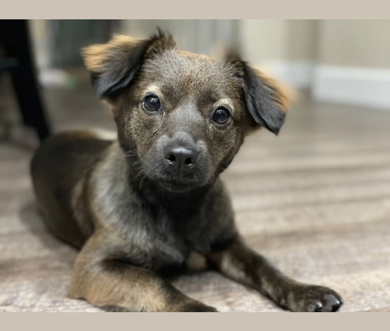 Photo of Luna, a Chihuahua, American Pit Bull Terrier, Poodle (Small), Miniature Pinscher, and Mixed mix in Desert Hot Springs, California, USA