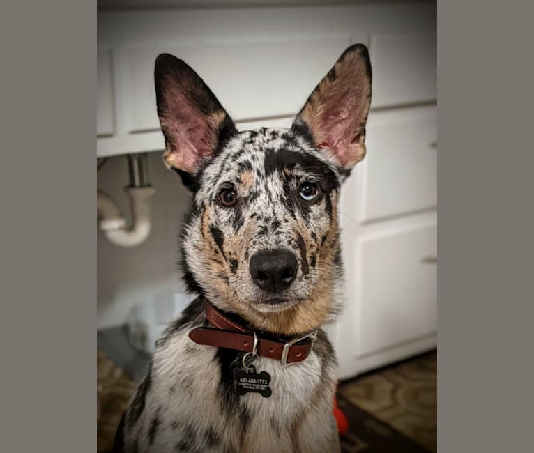 Photo of Noda, a German Shepherd Dog and Australian Shepherd mix in Charlotte, North Carolina, USA