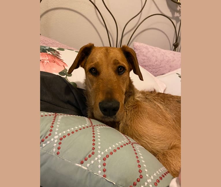 Airedale great dane mix outlet