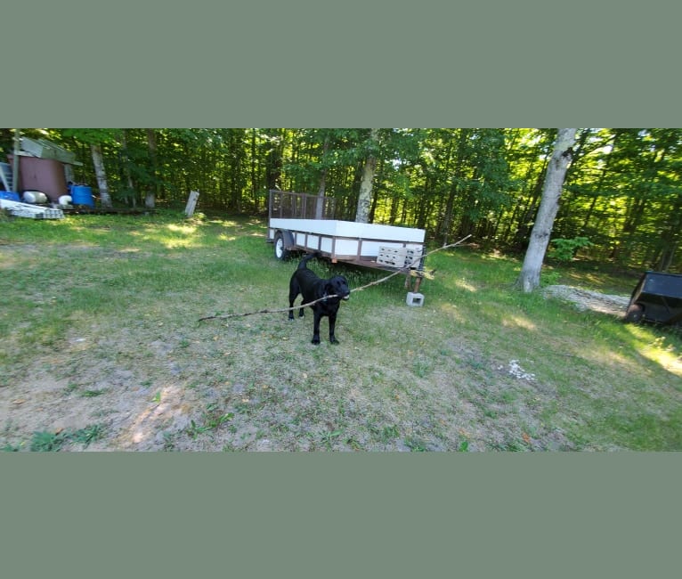 Chowder, a Siberian Husky and Labrador Retriever mix tested with EmbarkVet.com