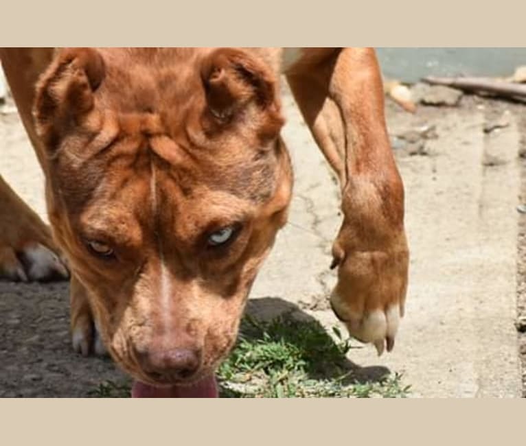 CALYPSO'S KEYHOLE a dog tested with EmbarkVet.com