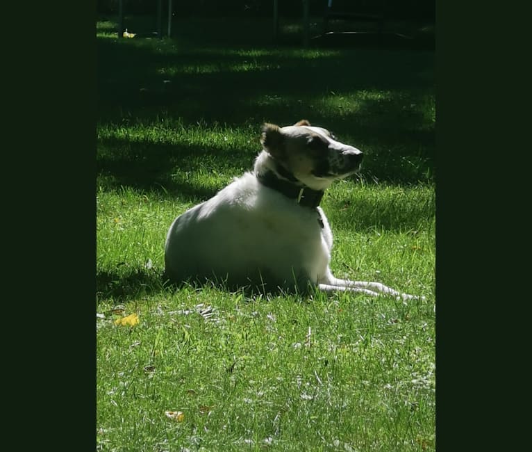 Photo of Hazel, a West Asian Village Dog and Border Collie mix in Lebanon