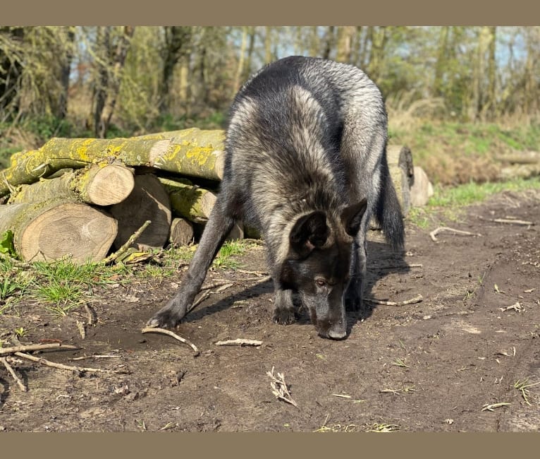 Nowak (Nube van Wolfvoorde) a dog tested with EmbarkVet.com