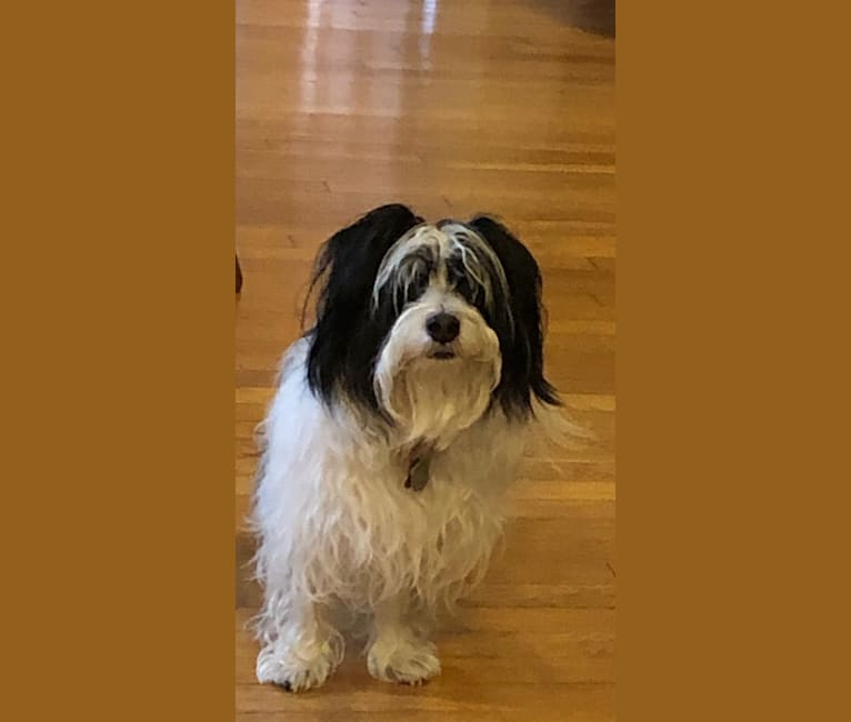 Havanese deals beagle mix