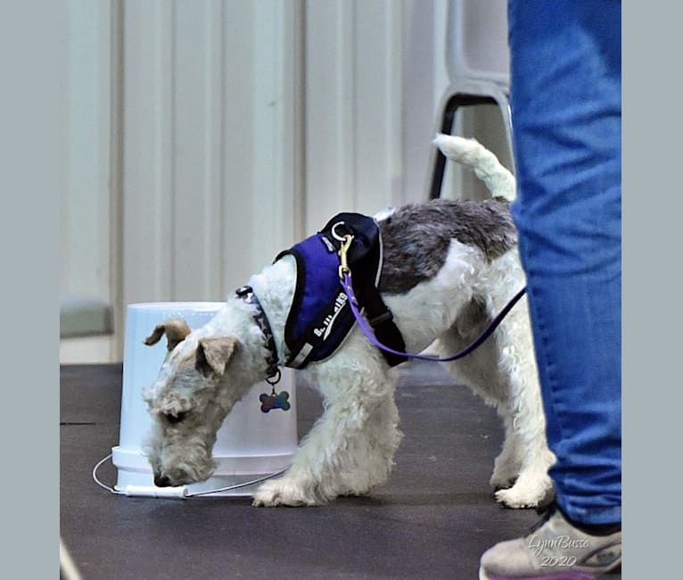 Django, a Wire Fox Terrier tested with EmbarkVet.com