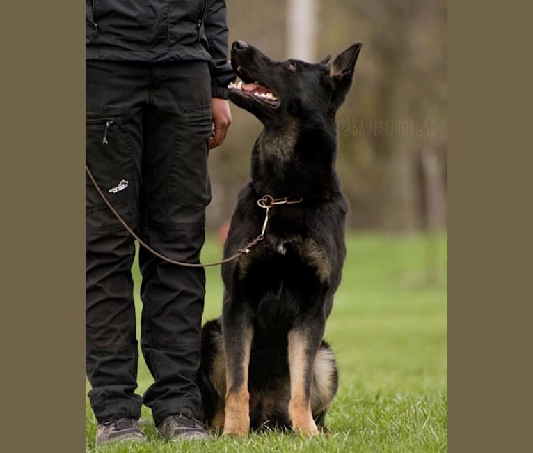 Arya, a German Shepherd Dog tested with EmbarkVet.com