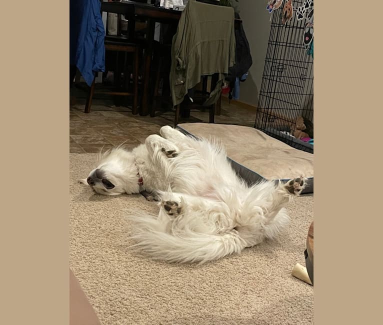 Cash, a Great Pyrenees tested with EmbarkVet.com