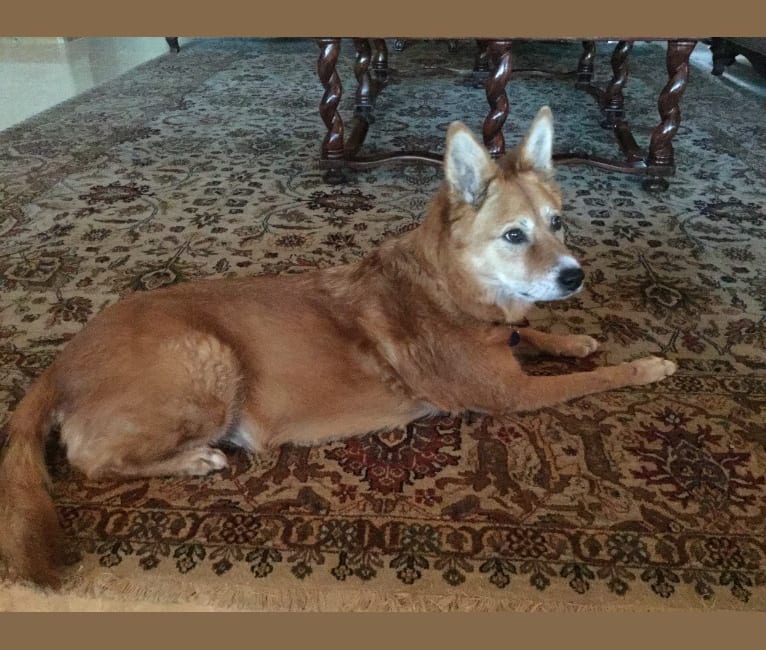 Allie, a Jindo and Border Collie mix tested with EmbarkVet.com