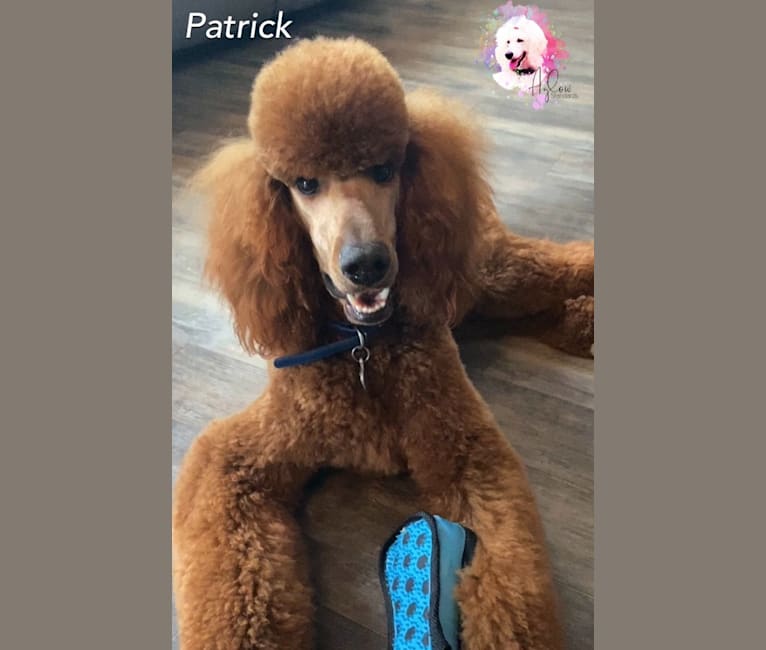 Patrick, a Poodle (Standard) tested with EmbarkVet.com
