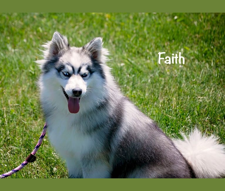Faith, a Pomsky tested with EmbarkVet.com