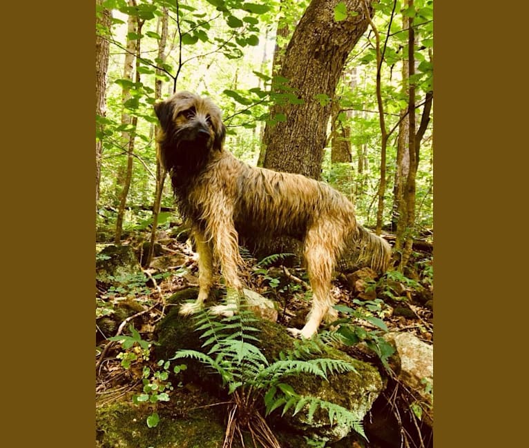 Piper, a Labrador Retriever and Redbone Coonhound mix tested with EmbarkVet.com