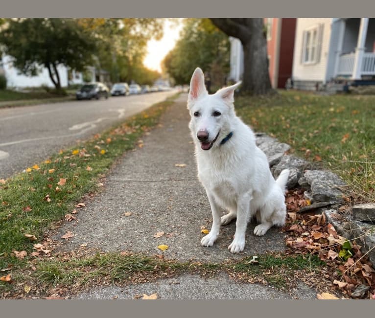 Lawine, a German Shepherd Dog tested with EmbarkVet.com