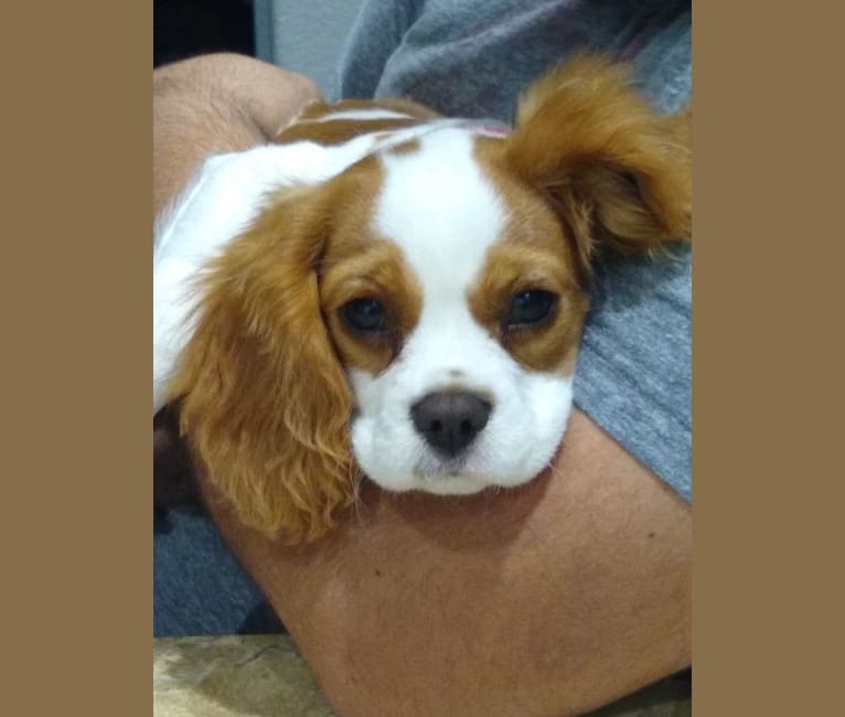 Dna test cavalier king charles store