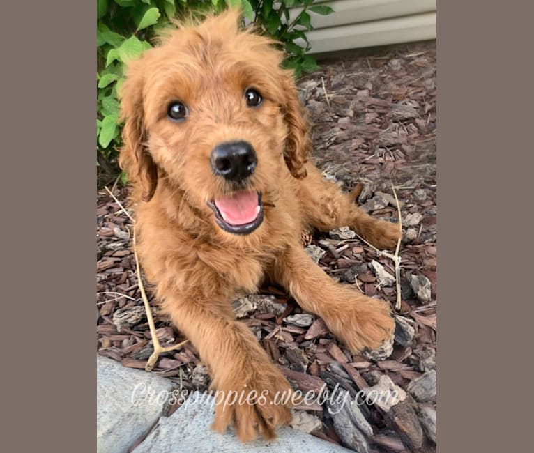 Photo of Gray Collar, a Goldendoodle  in Idaho Falls, ID, USA