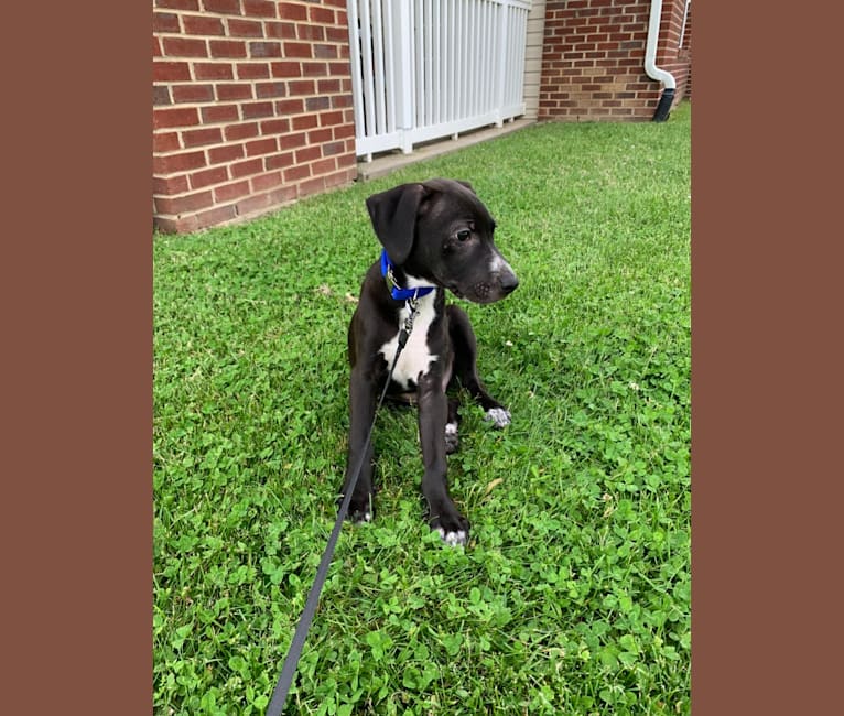 Photo of Dexter, an American Pit Bull Terrier, Treeing Walker Coonhound, Labrador Retriever, Boston Terrier, and Mixed mix in Alabama, USA
