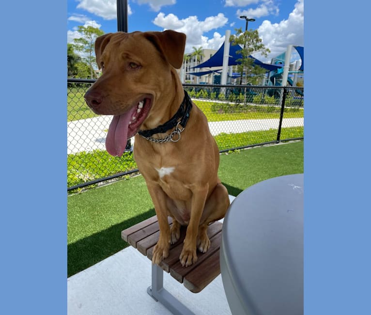Photo of Milo, an American Pit Bull Terrier, Rottweiler, Doberman Pinscher, and Mixed mix in Antigua and Barbuda