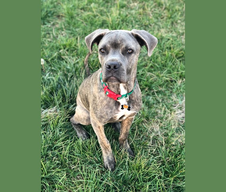 Photo of Titan, a Cane Corso  in Fort Worth, Texas, USA