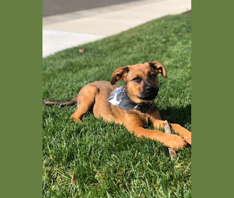 Photo of Mocha Chino, a Rottweiler, German Shepherd Dog, American Pit Bull Terrier, and Mixed mix in Bakersfield, California, USA