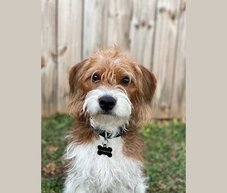 Watson, a Beagle and Poodle (Small) mix tested with EmbarkVet.com