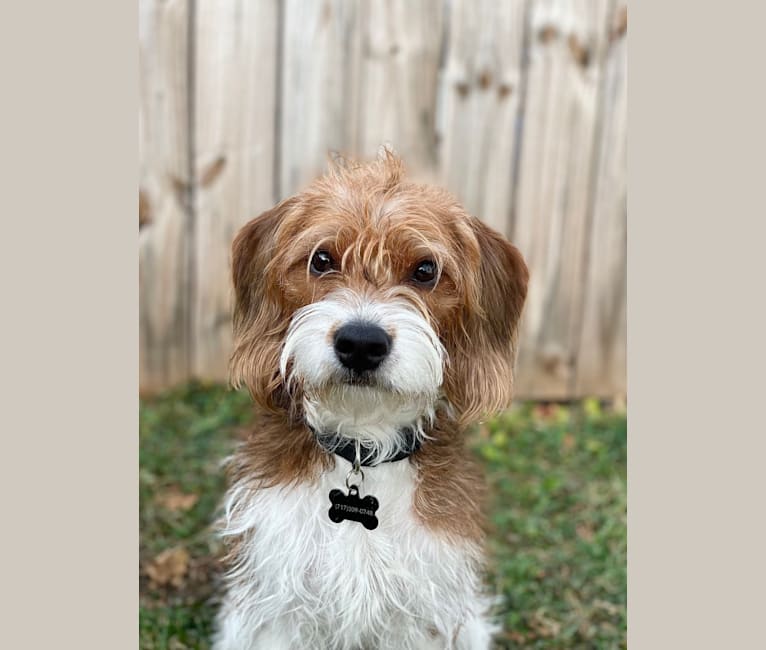 Embark Dog DNA Test Breed