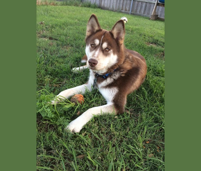 Merle, a Siberian Husky and Boxer mix tested with EmbarkVet.com