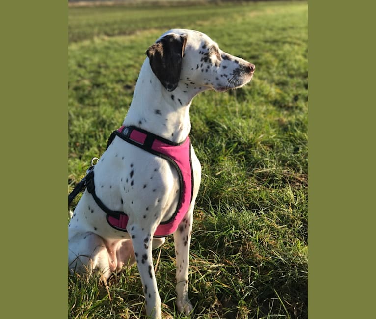 Amelie, a Dalmatian and Brittany mix tested with EmbarkVet.com