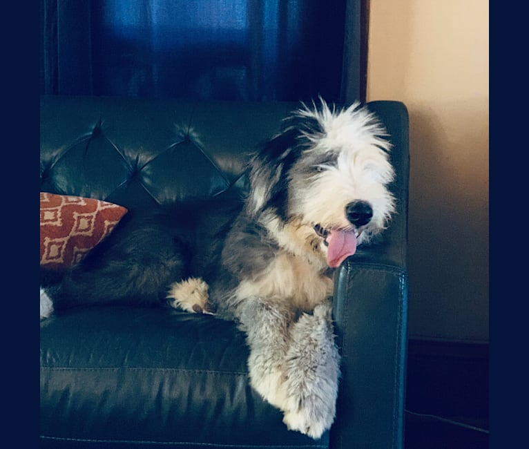 Old english sheepdog cheap husky mix