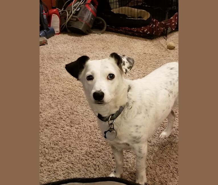 Darcy, a Dachshund and Australian Cattle Dog mix tested with EmbarkVet.com