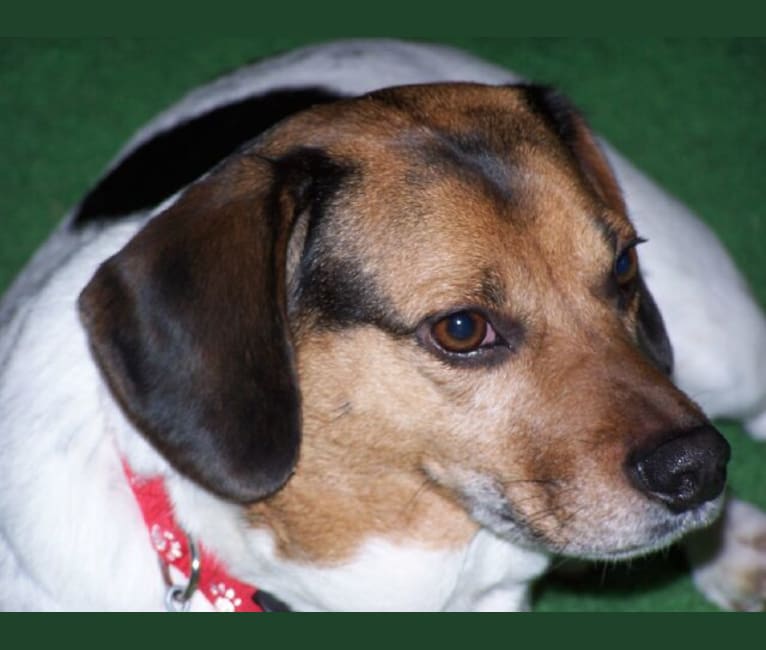 Roscoe, a Beagle and Russell-type Terrier mix tested with EmbarkVet.com