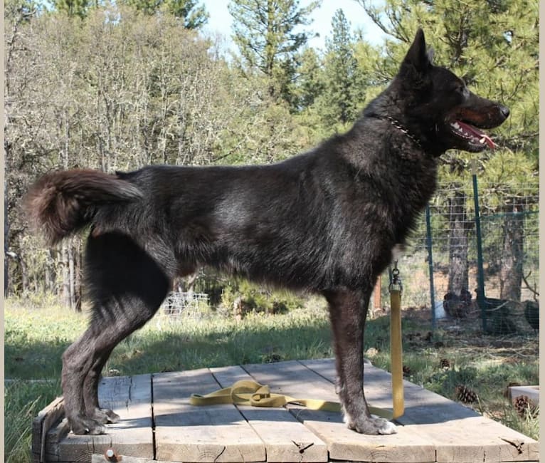 Warden, a Karelian Bear Dog and Irish Wolfhound mix tested with EmbarkVet.com