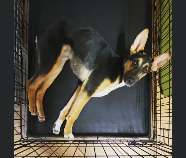 Lola, a German Shepherd Dog and American Pit Bull Terrier mix tested with EmbarkVet.com