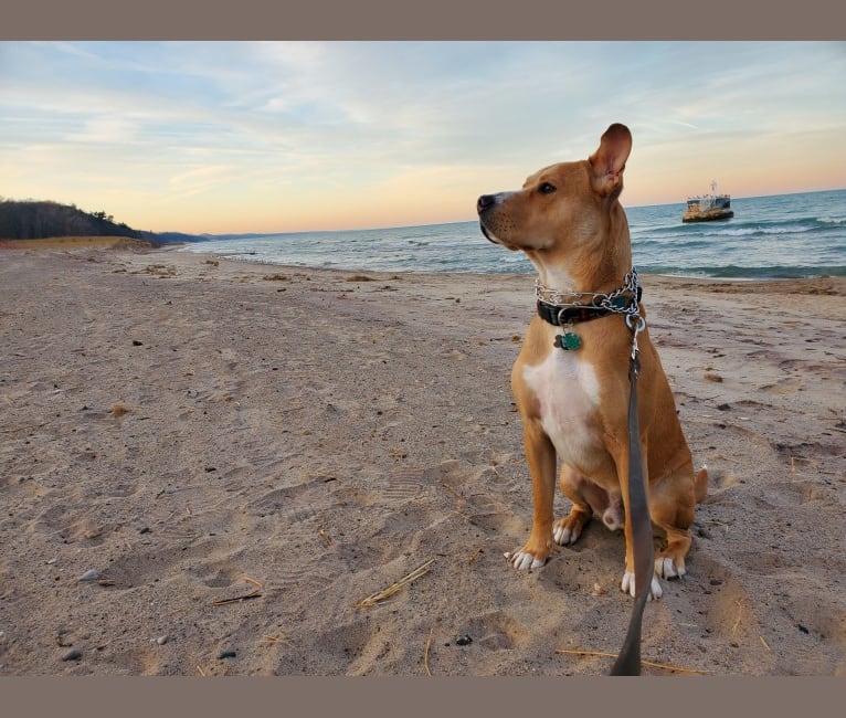 Barley, an American Pit Bull Terrier and Siberian Husky mix tested with EmbarkVet.com