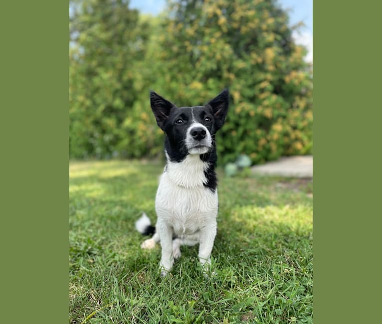 Photo of Maizee, a Pembroke Welsh Corgi, Border Collie, and Russell-type Terrier mix in Petrolia, Ontario, Canada