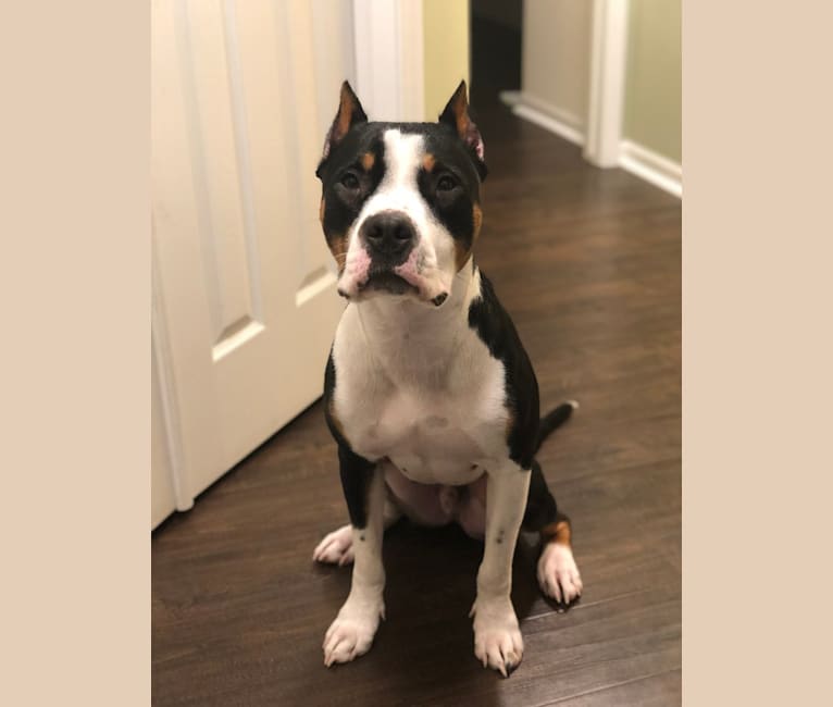 embark dog dna test breed