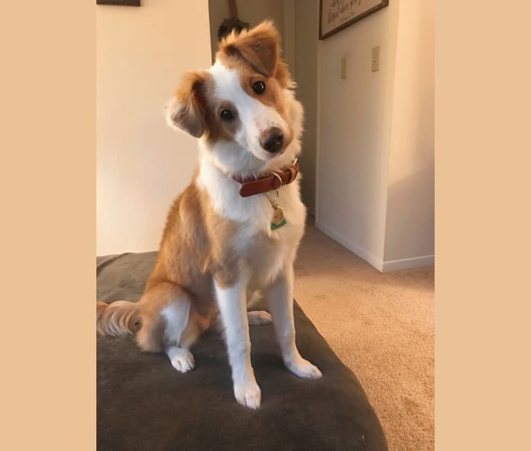 Bailey, a Collie and Shetland Sheepdog mix tested with EmbarkVet.com