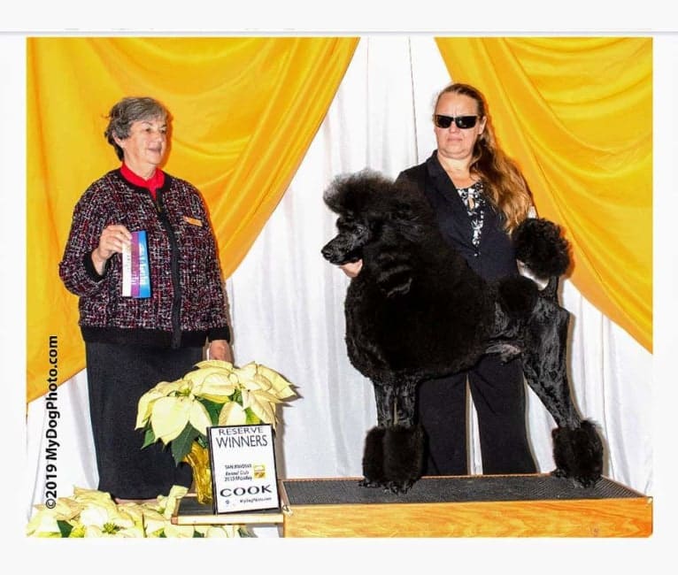 Cash's Black Ring of Fire, a Poodle (Standard) tested with EmbarkVet.com