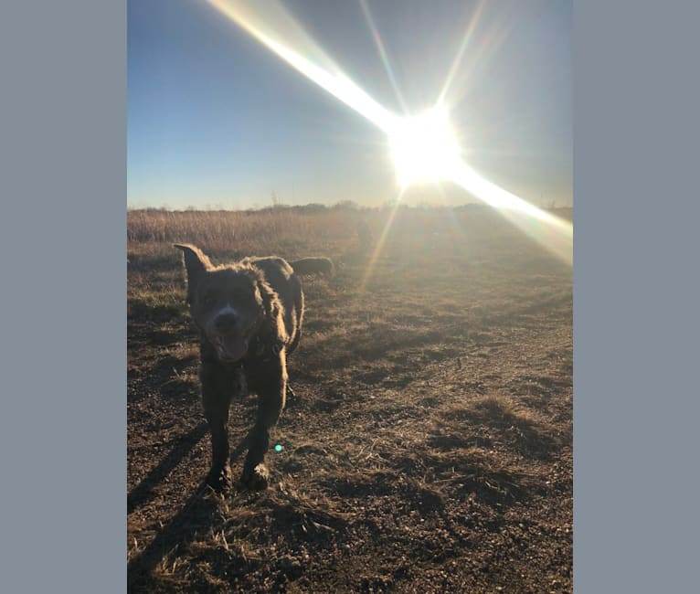 Photo of Milo, an American Pit Bull Terrier  in Nebraska, USA