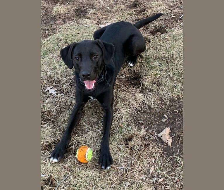 Suki, a Golden Retriever and Labrador Retriever mix tested with EmbarkVet.com