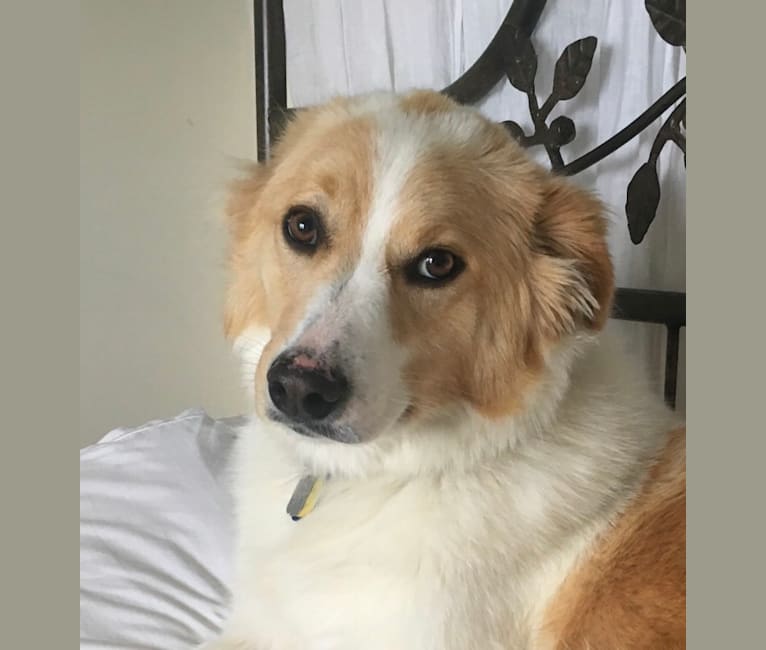 Margaux, a Great Pyrenees and Labrador Retriever mix tested with EmbarkVet.com